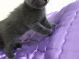 Boncuk Gözlü British Shorthair Yavru