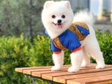 Yakışıklı Pomeranian Boo