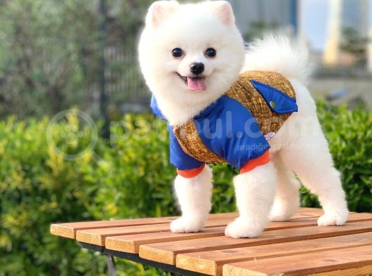 Yakışıklı Pomeranian Boo görsel