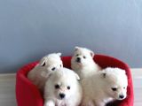 Pomeranian Spitz Yavruları