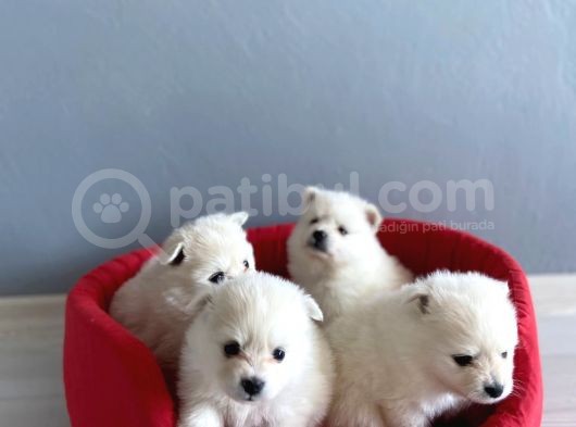 Pomeranian Spitz Yavruları görsel