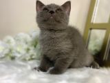 Show Kalite Safkan Scottish Fold Yavrular