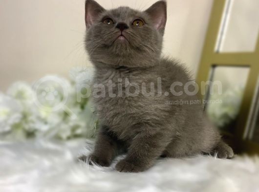 Show Kalite Safkan Scottish Fold Yavrular görsel