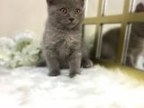 Show Kalite Safkan Scottish Fold Yavrular