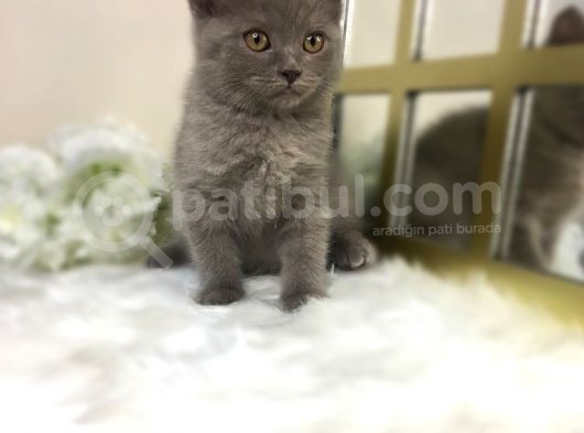 Show Kalite Safkan Scottish Fold Yavrular görsel