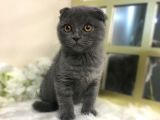 Show Kalite Safkan Scottish Fold Yavrular