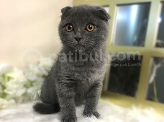 Show Kalite Safkan Scottish Fold Yavrular görsel
