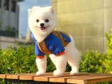 Yakışıklı Pomeranian Boo