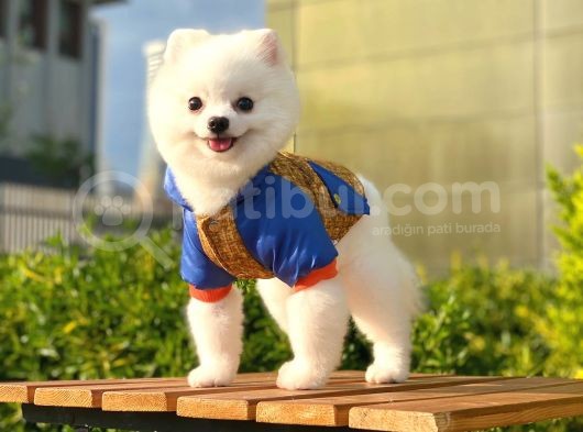 Yakışıklı Pomeranian Boo görsel