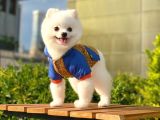 Yakışıklı Pomeranian Boo