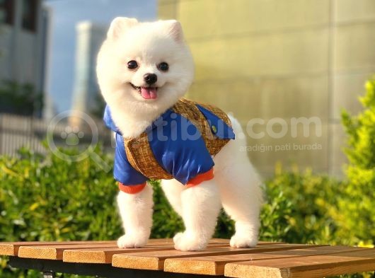 Yakışıklı Pomeranian Boo görsel