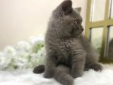 Show Kalite Safkan Scottish Fold Yavrular