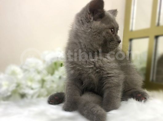 Show Kalite Safkan Scottish Fold Yavrular görsel