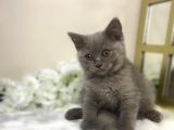 Show Kalite Safkan Scottish Fold Yavrular