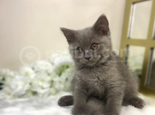 Show Kalite Safkan Scottish Fold Yavrular görsel
