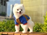 Yakışıklı Pomeranian Boo