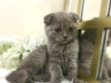 Show Kalite Safkan Scottish Fold Yavrular