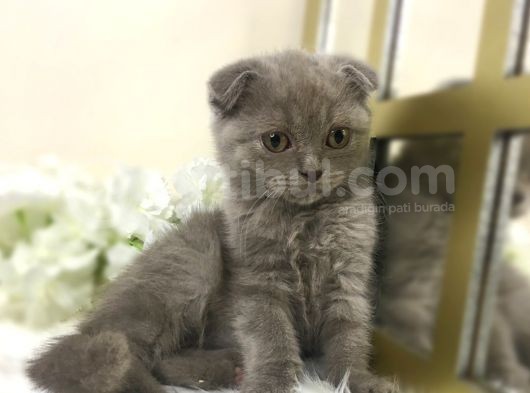 Show Kalite Safkan Scottish Fold Yavrular görsel