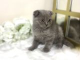 Show Kalite Safkan Scottish Fold Yavrular