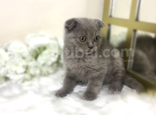 Show Kalite Safkan Scottish Fold Yavrular görsel