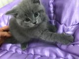 Boncuk Gözlü British Shorthair Yavru