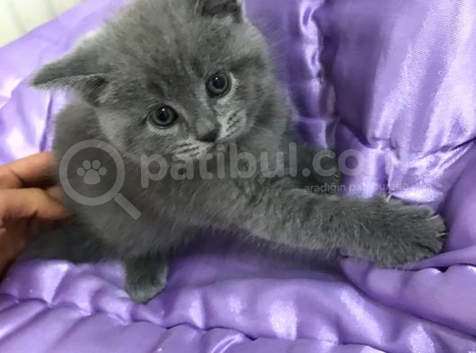 Boncuk Gözlü British Shorthair Yavru görsel