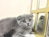 Show Kalite Safkan Scottish Fold Yavrular