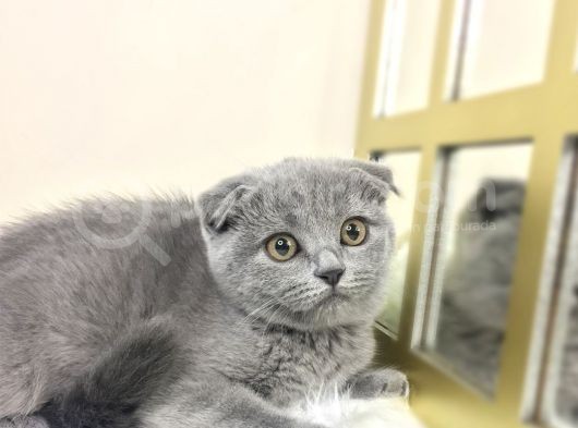 Show Kalite Safkan Scottish Fold Yavrular