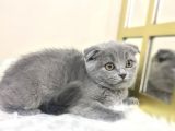 Show Kalite Safkan Scottish Fold Yavrular
