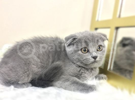 Show Kalite Safkan Scottish Fold Yavrular görsel