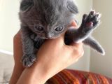 Son kalan Dişi Scotich Shorthair