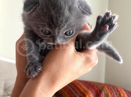 Son Kalan Dişi Scotich Shorthair