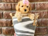 Safkan Apricot Toy Poodle Yavrular