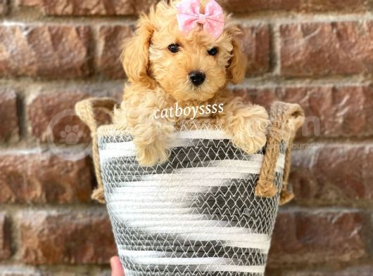Safkan Apricot Toy Poodle Yavrular görsel