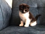 Nadir Black Ve Tabby Scottish Fold Yavru (50 Günlük)