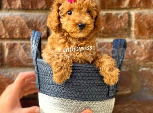 Sevimli Red Toy Poodle Erkek Yavru görsel