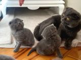 Son Kalan Dişi Scotich Shorthair