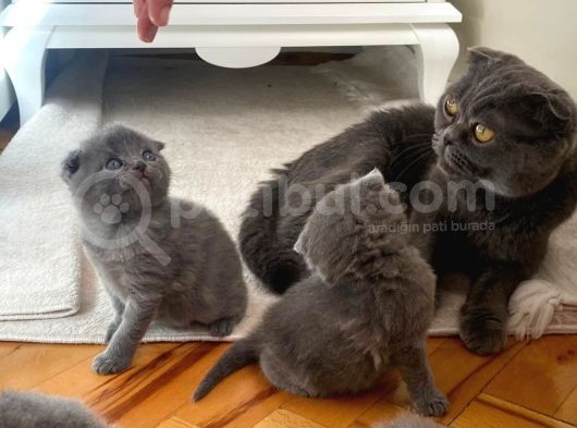 Son Kalan Dişi Scotich Shorthair görsel