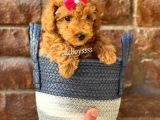 Sevimli Red Toy Poodle Erkek Yavru