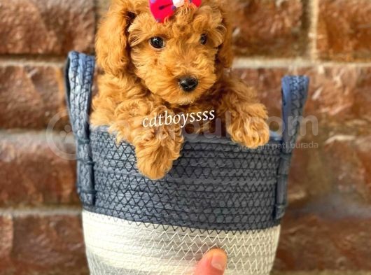Sevimli Red Toy Poodle Erkek Yavru görsel