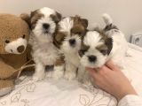Irk Ve Sağlık Garantili Shih Tzu Yavrular