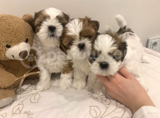 Irk Ve Sağlık Garantili Shih Tzu Yavrular görsel