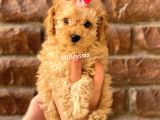Irk Ve Sağlık Garantili Apricot Toy Poodle Yavrular
