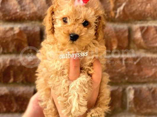 Irk Ve Sağlık Garantili Apricot Toy Poodle Yavrular görsel