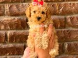 Irk Ve Sağlık Garantili Apricot Toy Poodle Yavrular
