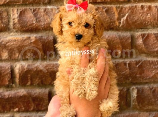 Irk Ve Sağlık Garantili Apricot Toy Poodle Yavrular görsel
