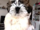 Irk Ve Sağlık Garantili Shih Tzu Yavrular
