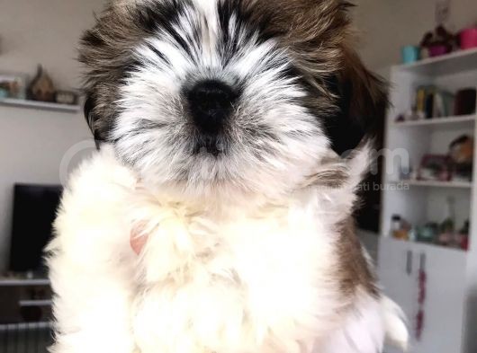Irk Ve Sağlık Garantili Shih Tzu Yavrular görsel