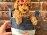 Sevimli Red Toy Poodle Erkek Yavru