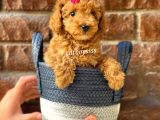Sevimli Red Toy Poodle Erkek Yavru